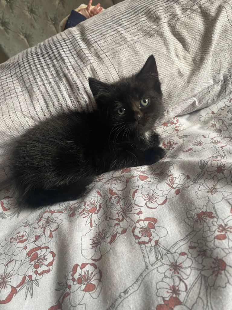 Kittens 
