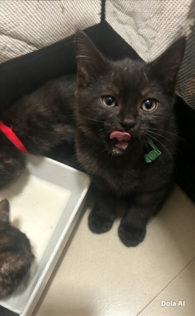 Kittens. 