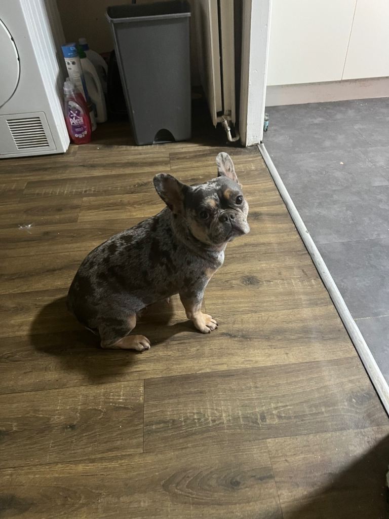 Female Tri Merle Frenchie 