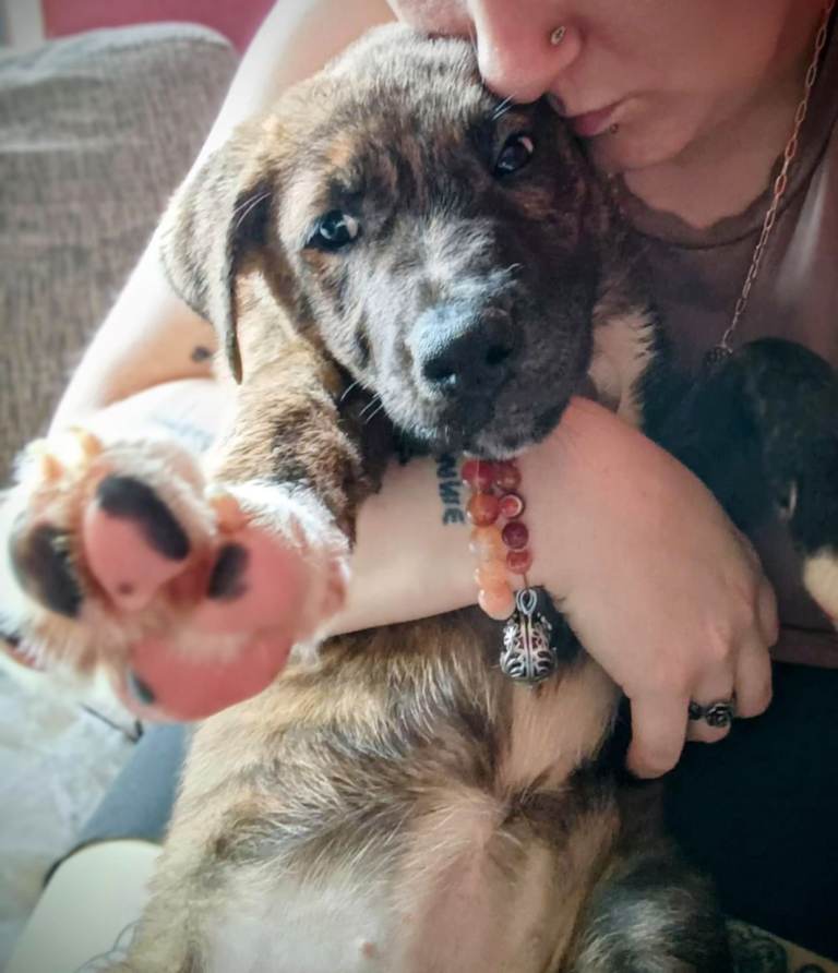 Akita x pup needing new home