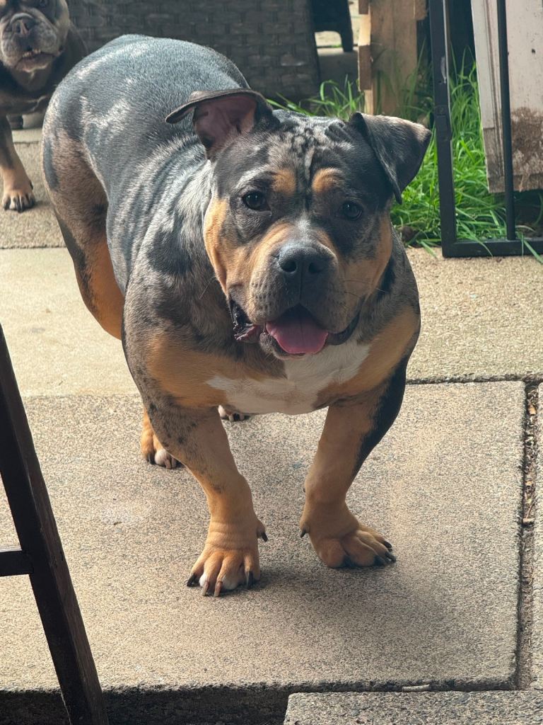 Female Pocket bully 