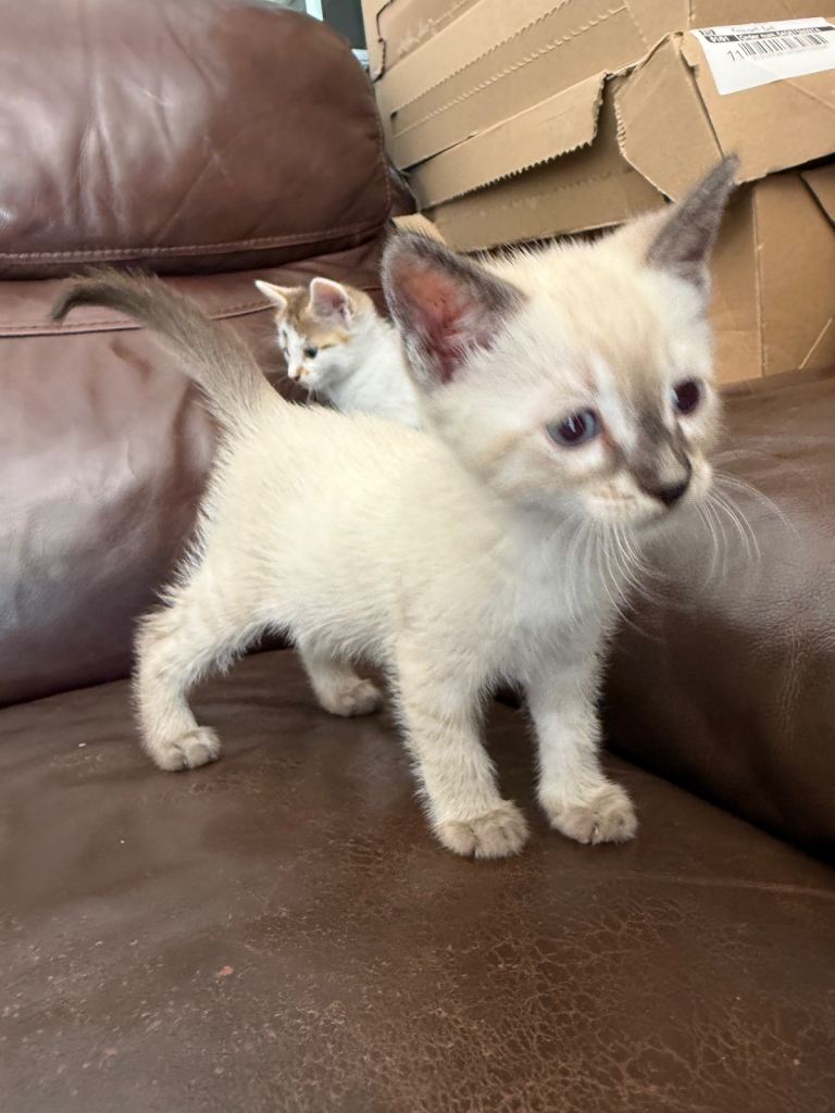 Snow Bengal kittens 