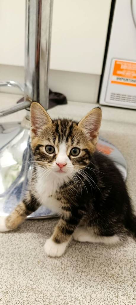 Kittens 