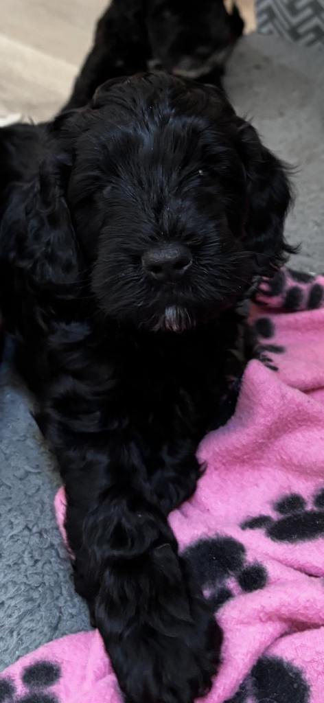F1b Cockapoo Pups 
