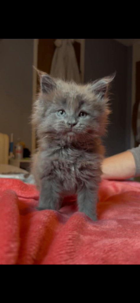 Maine coon kittens