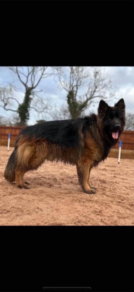 German shepherd 