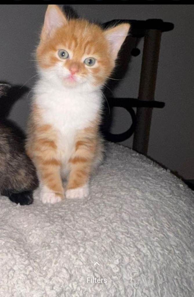 Adorable Ginger & White Tabby Kitten Looking for a Loving Home! 