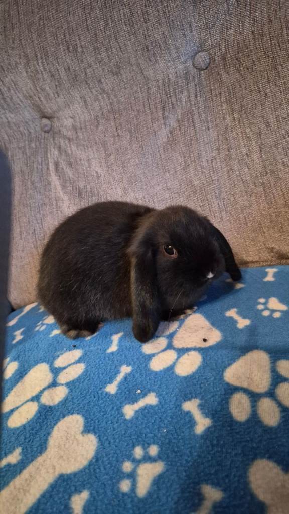Mini lops