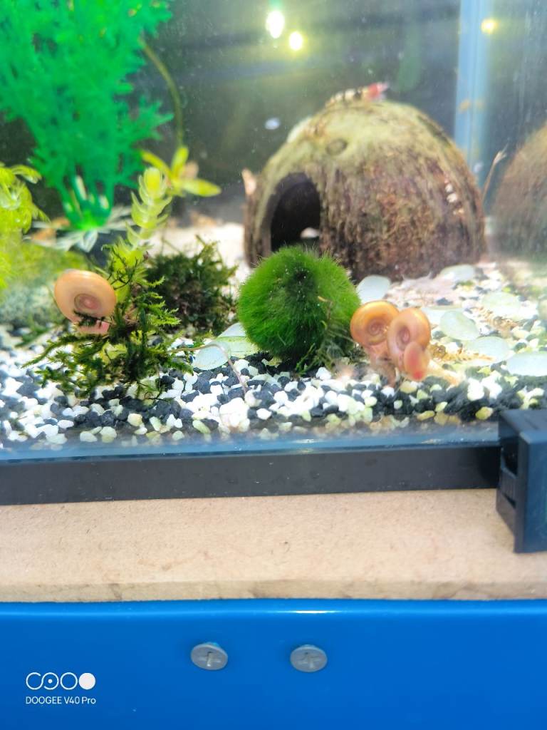 Pink ramshorn snails 