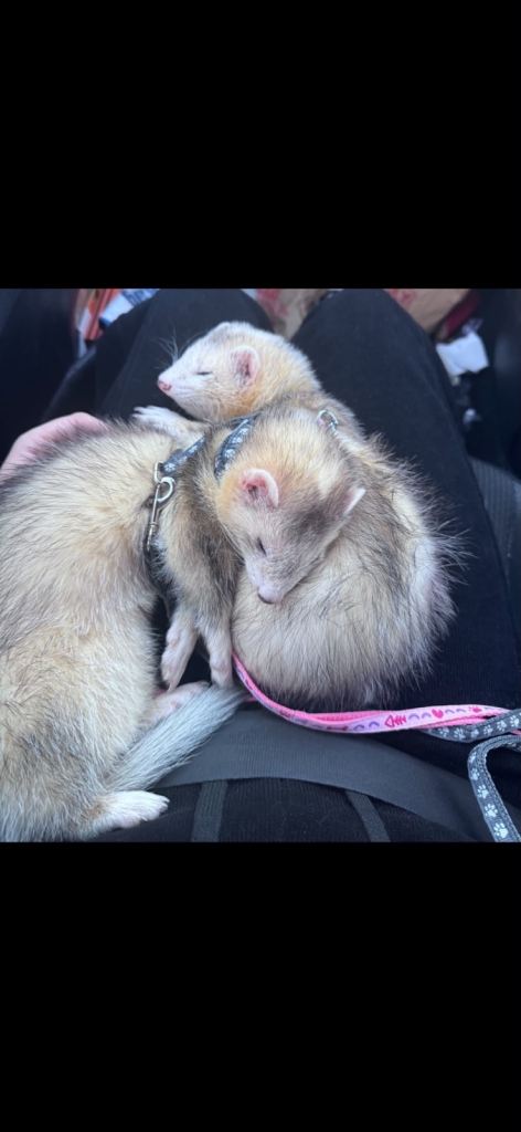 2 male ferrets