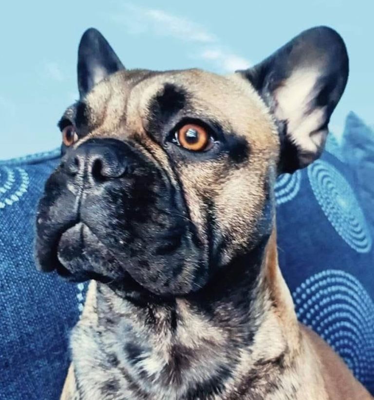 Rehoming our 5yr old male French Bulldog