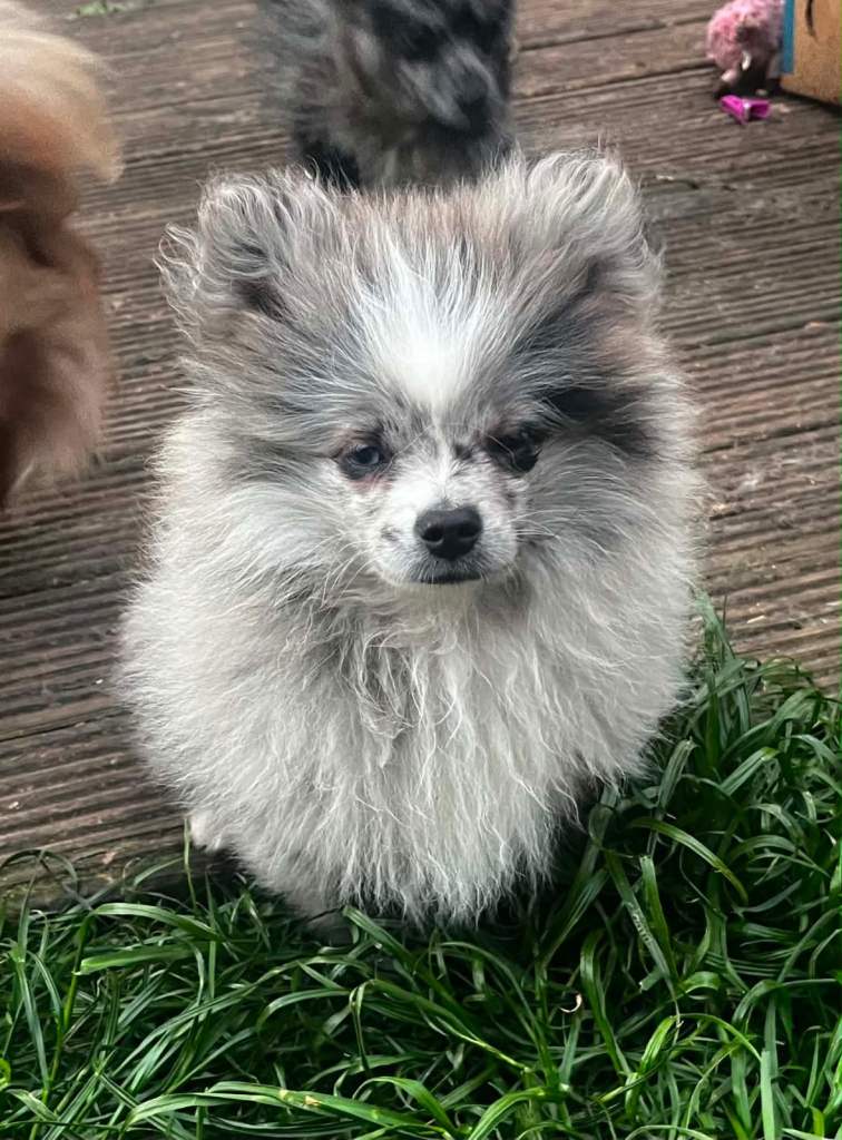 Pomeranian puppies 