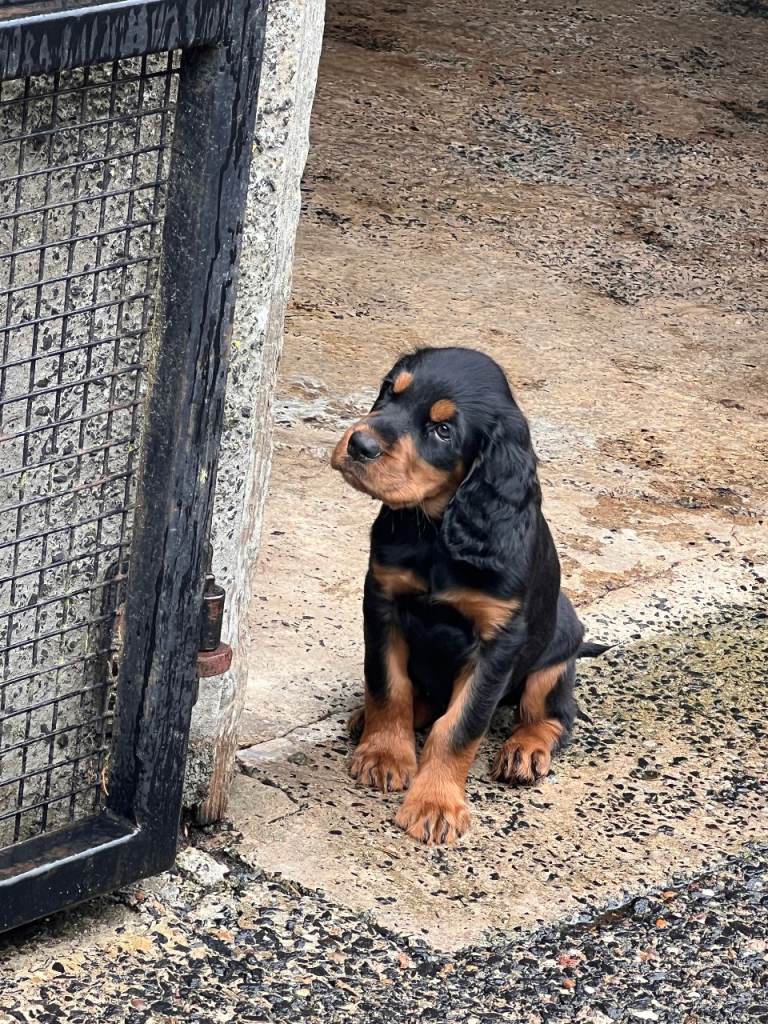 Pedigree Gordon Setter Pups for sale 