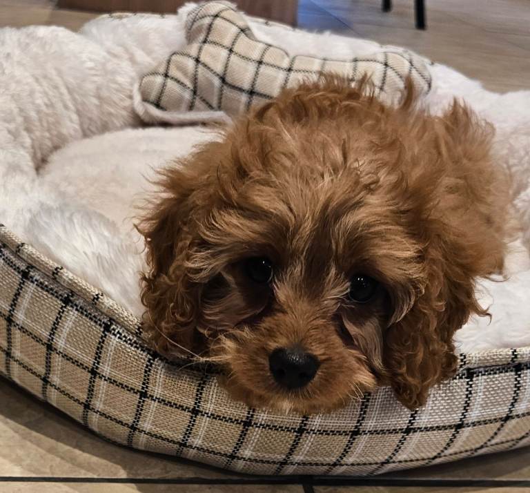 Cavapoo puppy 