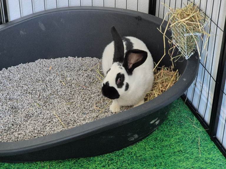 Baby giant papillon rabbit