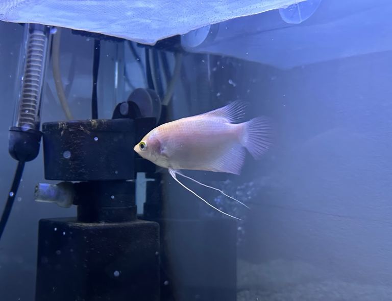 Juvenile giant gourami 