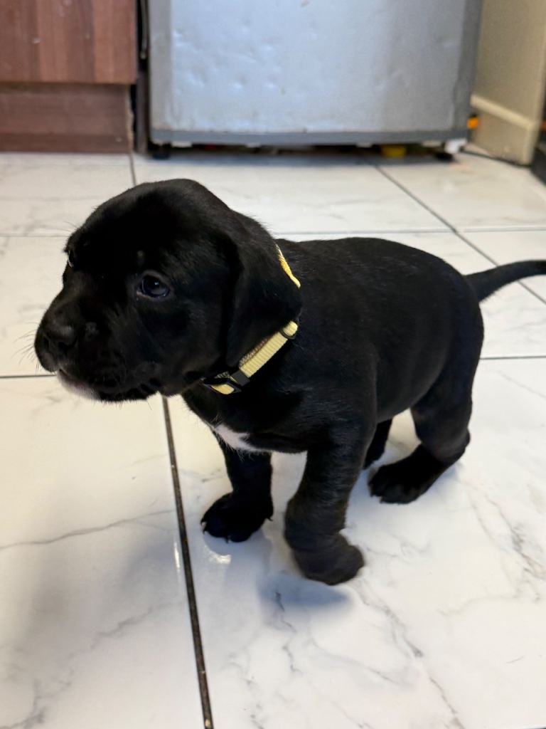 Staffordshire bull terrier cross Labrador