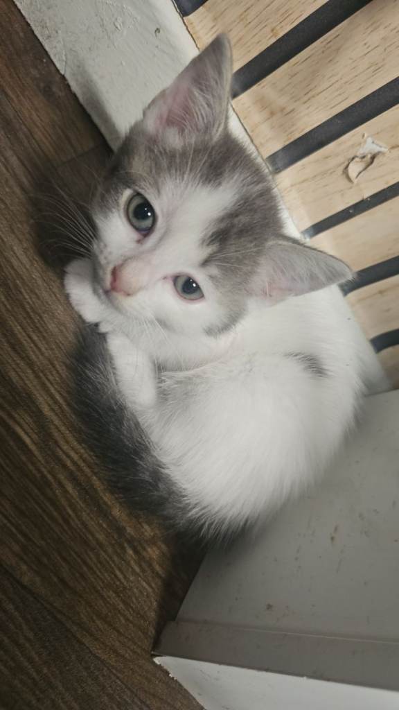 Kittens