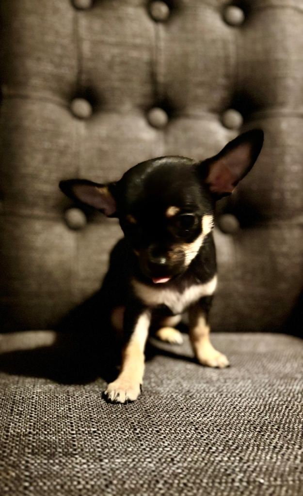 Full Breed Chihuahua Male Puppy For Sale 