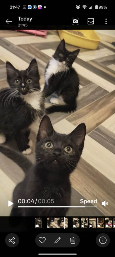 4, 11 week old kittens. 3 males and 1 females.