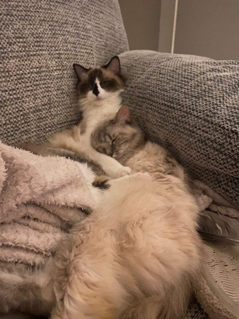 Two beautiful ragdolls looking for a new home