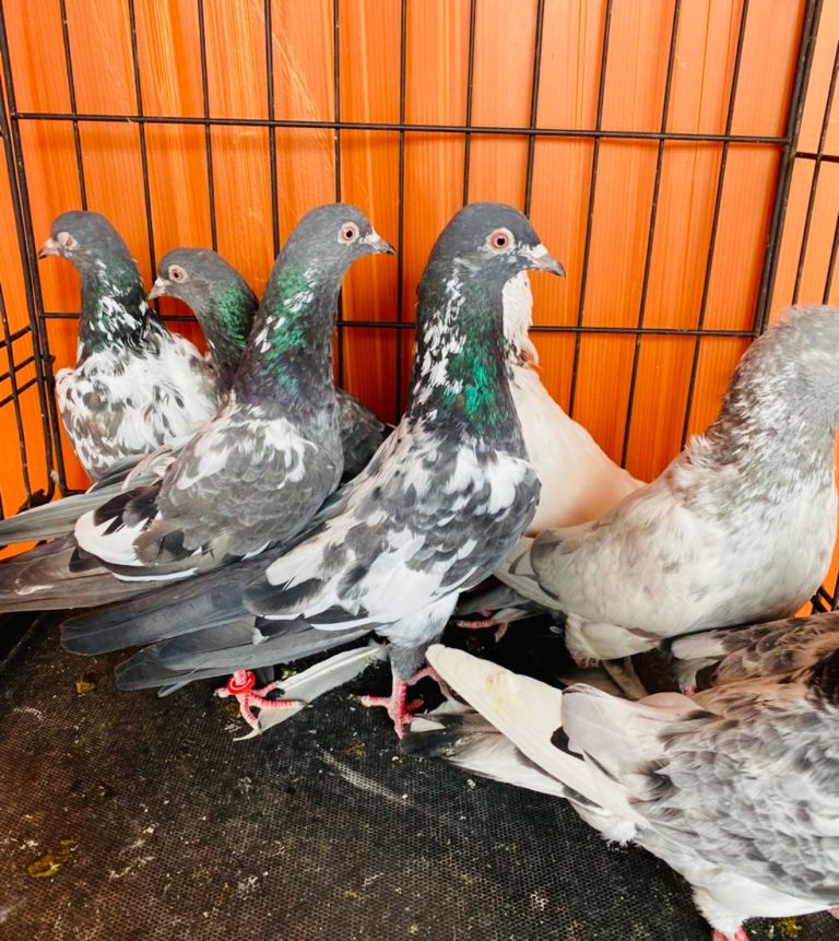 Pakistani pigeons high flying 