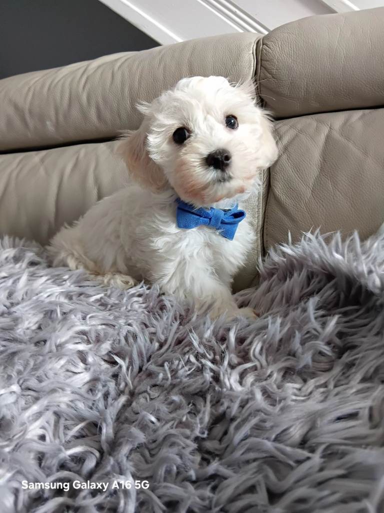 BEAUTIFUL LITTLE WHITE MALTAN