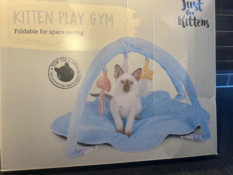 Plush Kitten Play Gym 