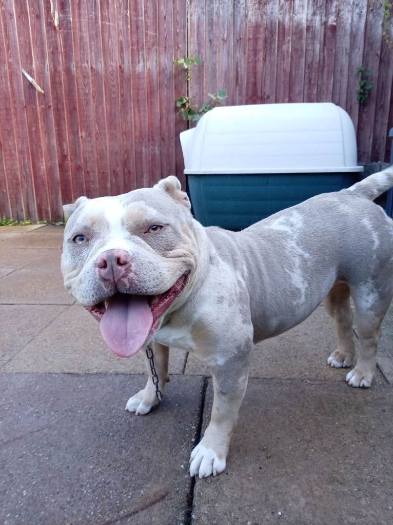 Pocket bully 