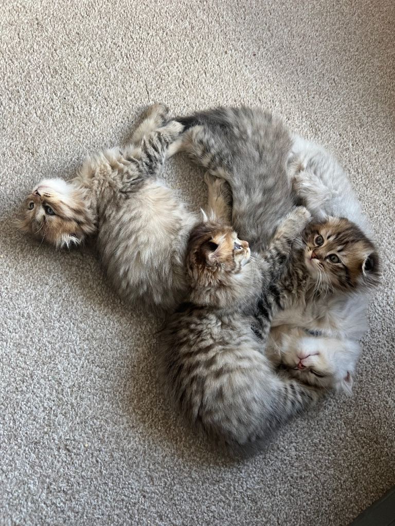 Kittens for sale
