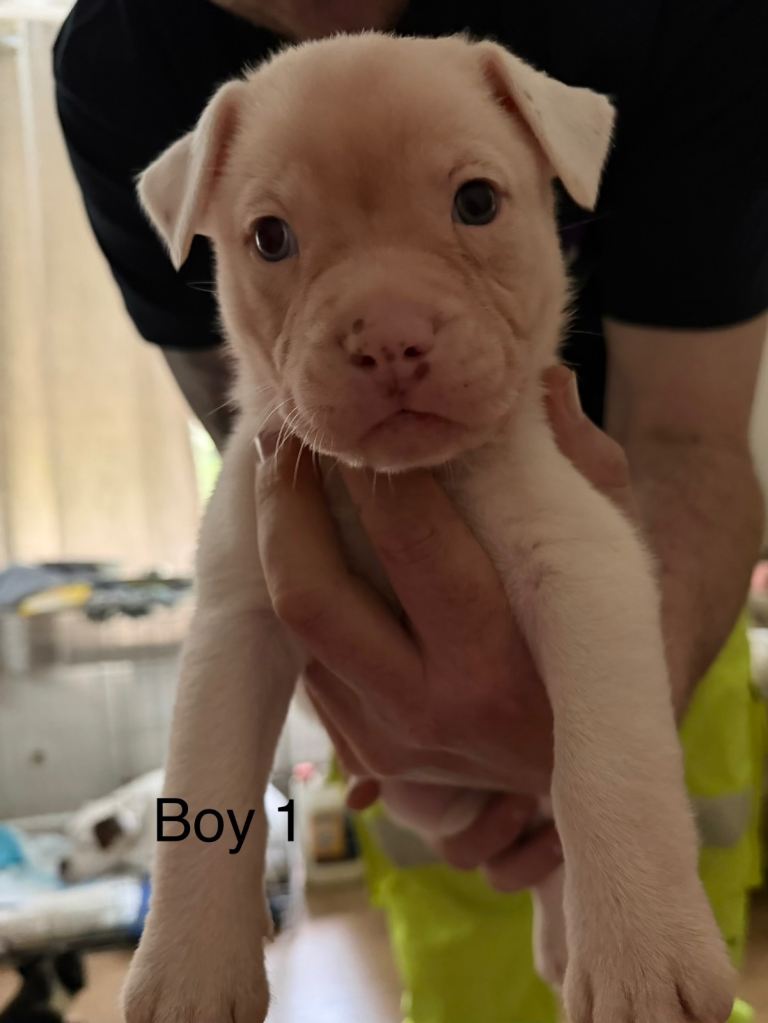 American x French bulldogs 