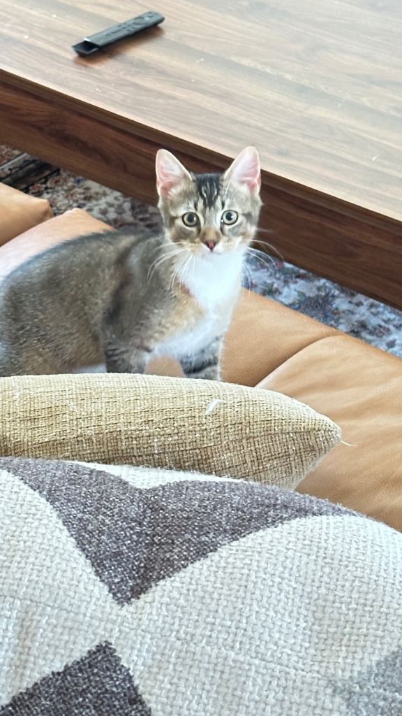 Kitten