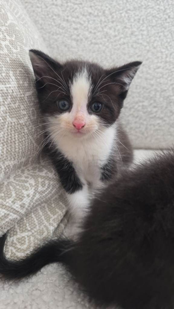 1 boy kittens for sale 