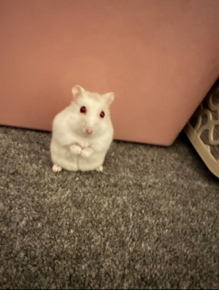 Dwarf hamster with full set up