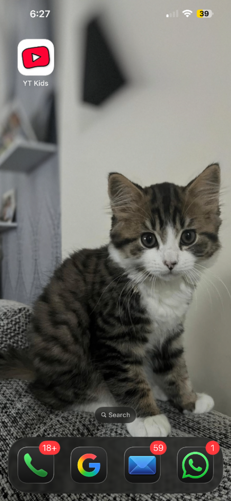 kitten 7 month old DLH