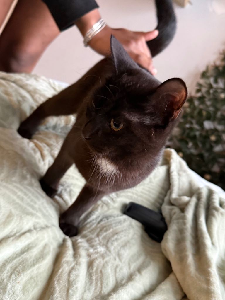 Beautiful! 10 months old girl cat olive for sale £50