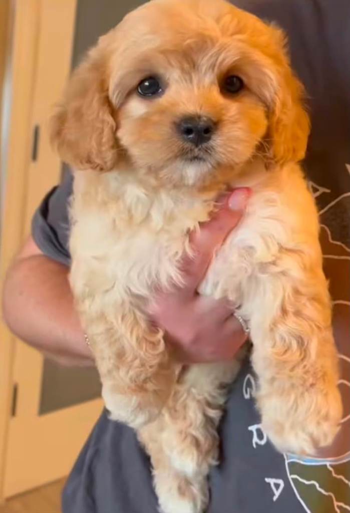 Cavachon puppies