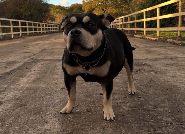  Pocket bully puppy’s 