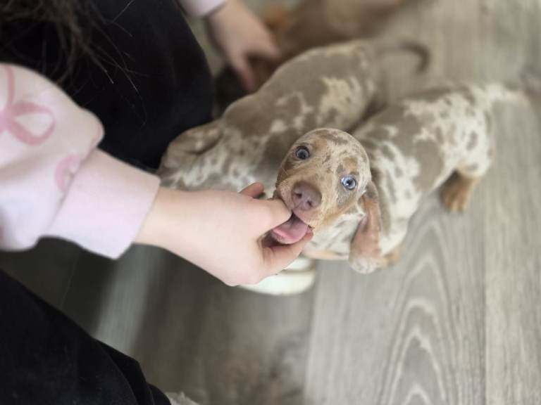 Stunning mini dachshund