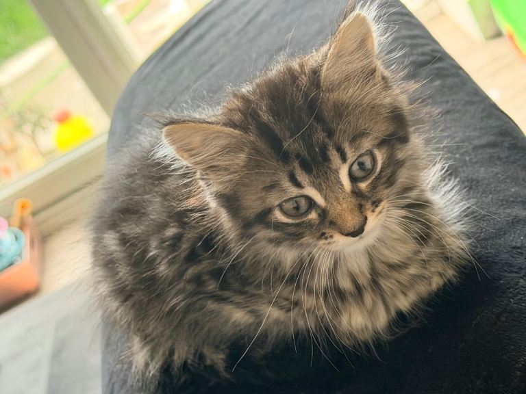 Stunning fluffy British Longhair X Well Socialised Kittens