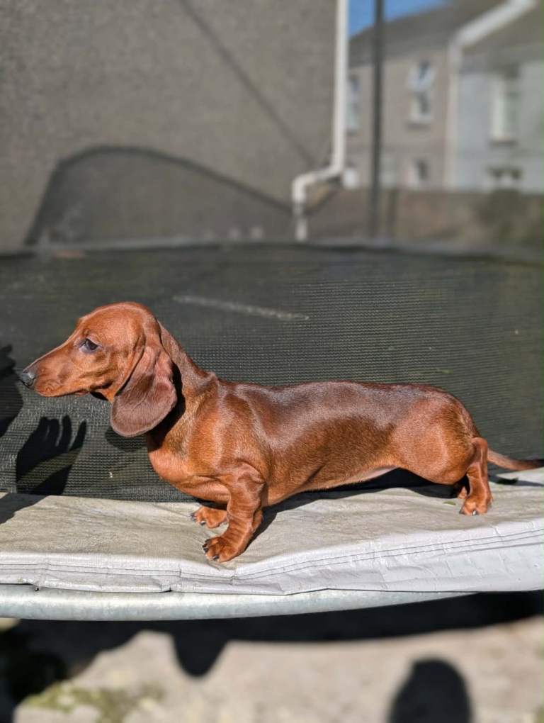 Miniature dachshund 