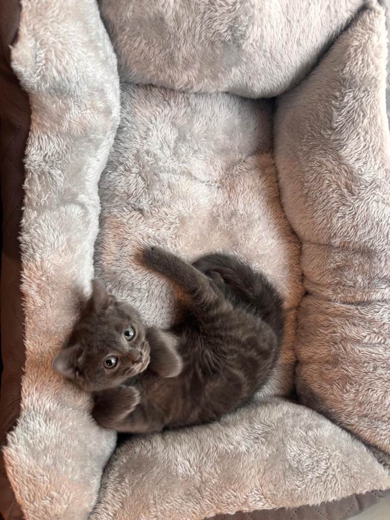 For sale little girl. Its vaccinated, litter trained and wormed