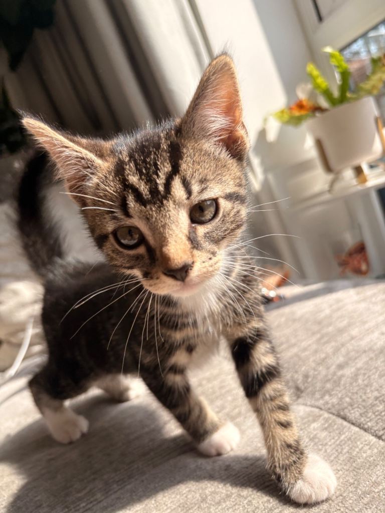Tabby kitten 