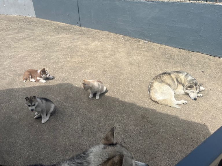 Husky pups