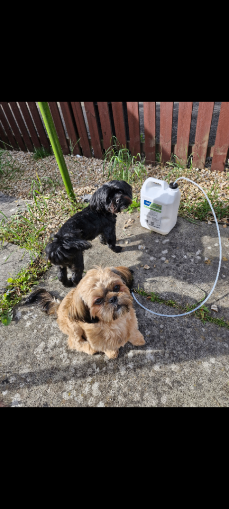 Lhasa apso ,shihtzu cross Puppies 