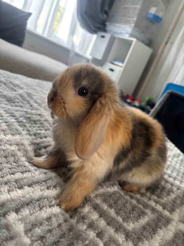 Baby rabbits 