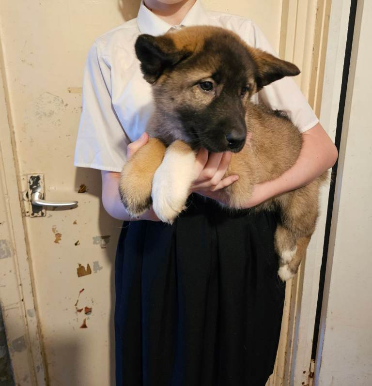 American akita/german Shepherd 