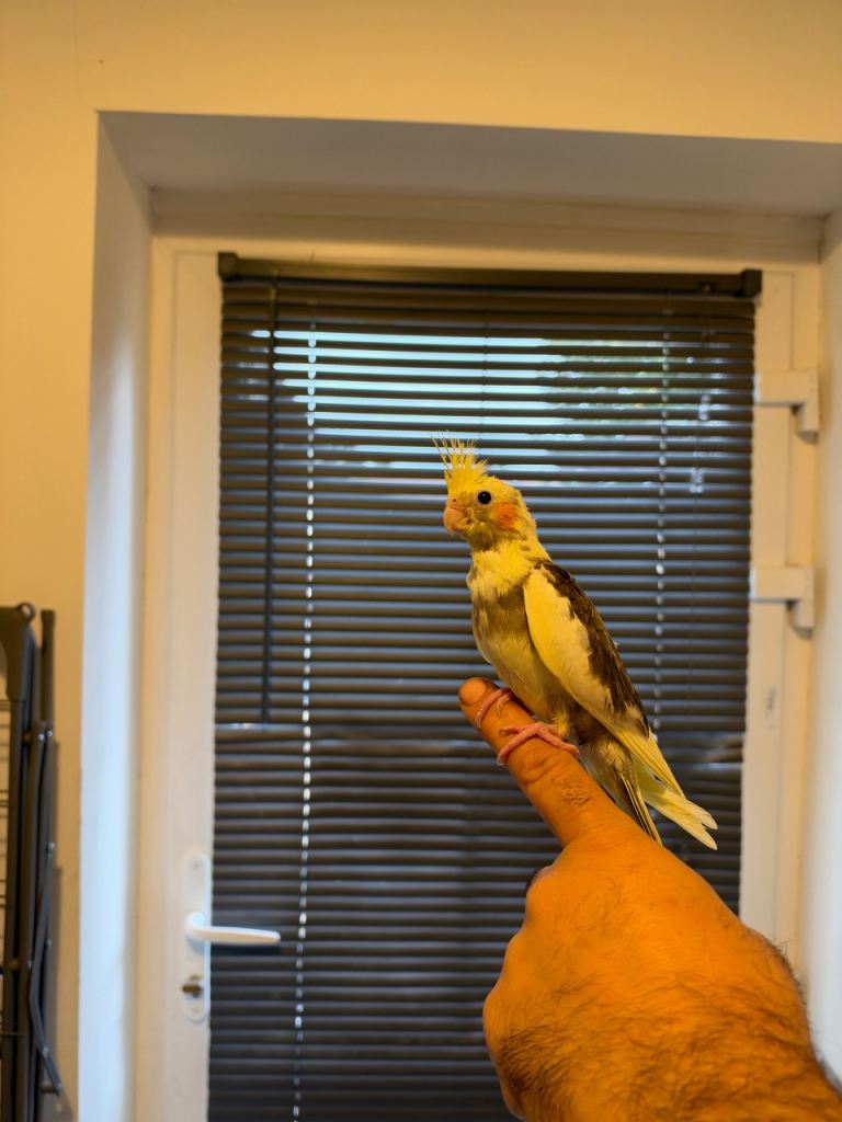 Cockatail 