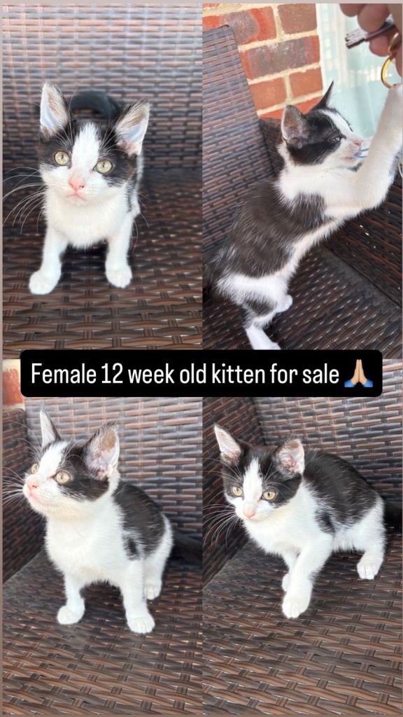 1 kitten for sale 