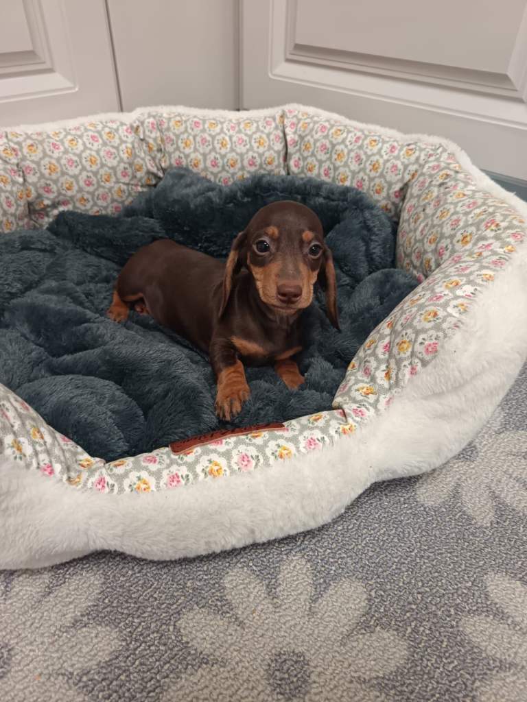 Dachshund puppies